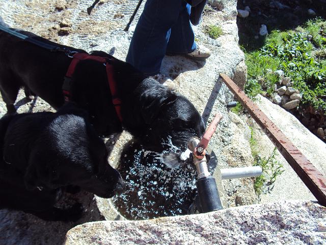 215- Até os cães tinham sede.JPG